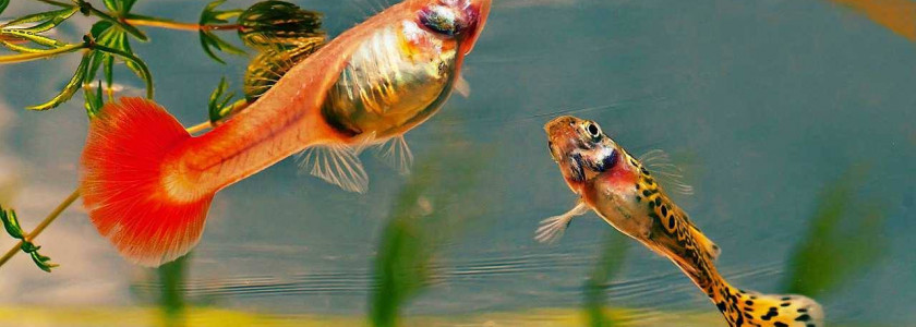 Aliment pour poisson : composition ? - le blog dédié à l'aquarium