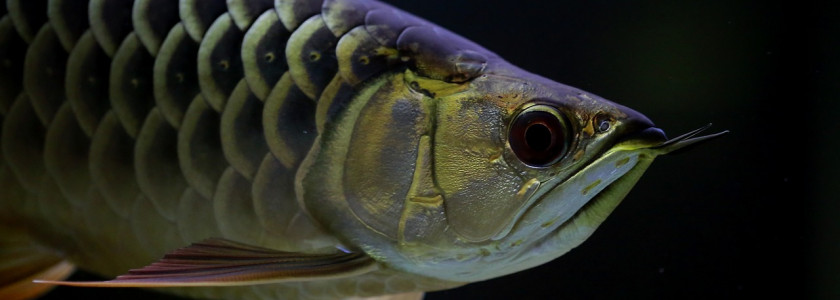 Poisson mystique : le dragon Arowana !