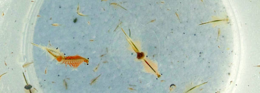 Elevage d'artemia salina jusqu'à l'âge adulte