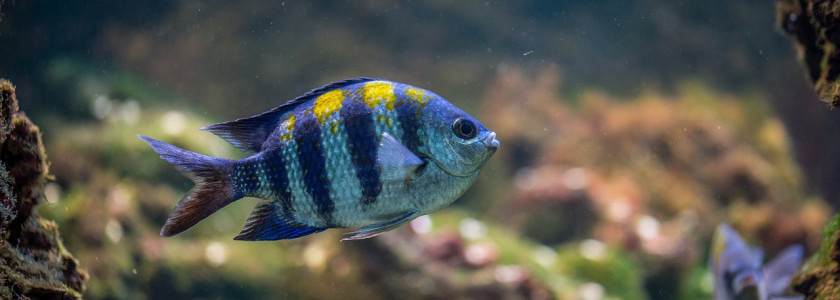 Comment bien choisir ses poissons d'aquarium