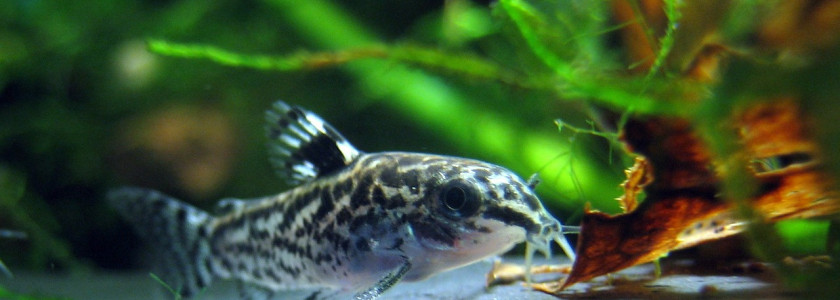 Identification des espèces de corydoras