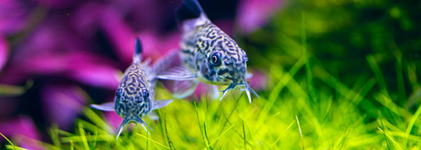 Clin d'oeil sur... les corydoras