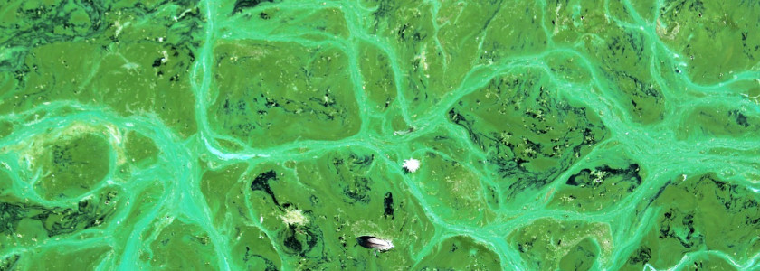 Tout savoir sur les cyanobactéries