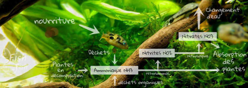 Qu'est-ce que le cycle de l'azote en aquariophilie ? Comment faire ?