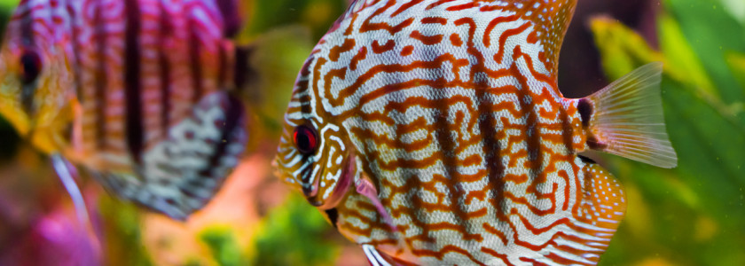 Le discus, le roi des aquariums tropicaux d'eau douce