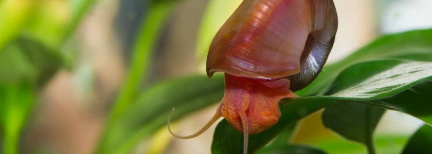 Escargots en aquarium d’eau douce