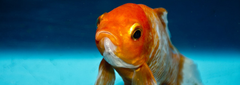 Euthanasie, ou comment se séparer d'un poisson malade ?