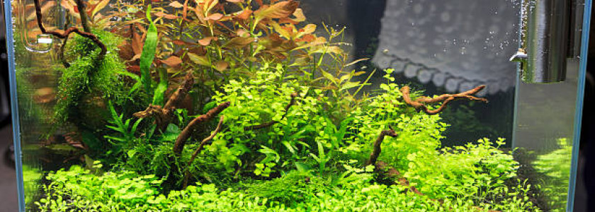 Fertilisation des aquariums plantés