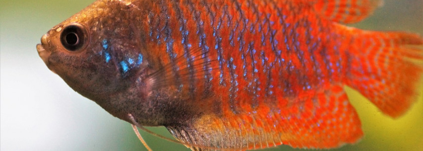 Coup d'oeil sur les gouramis