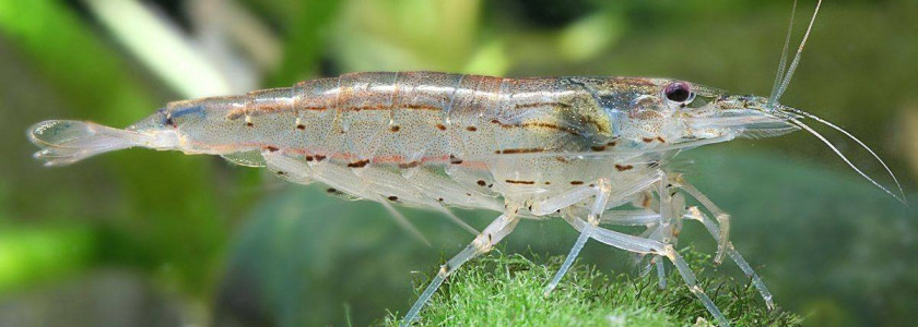 Caridina Multidentata : la petite star japonaise