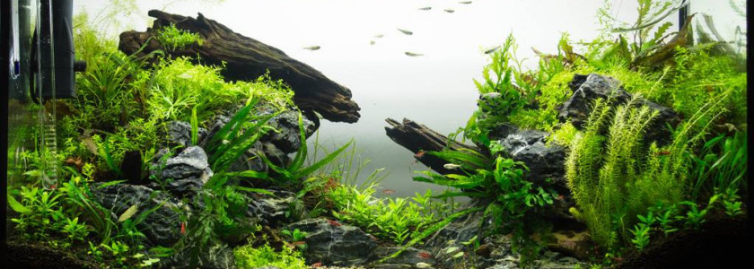 Comment bien choisir son éclairage pour aquarium ?