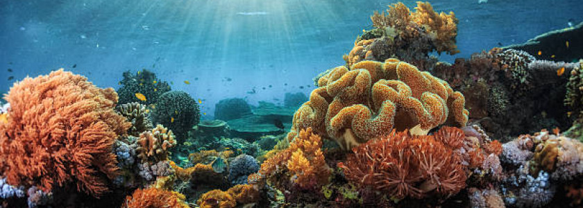 Tu veux un aquarium d'eau de mer mais tu n'y connais rien ? - le blog dédié  à l'aquarium