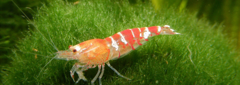 Mousses et hepatiques en aquarium