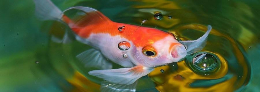 Naissance de l’aquariophilie : l’histoire du poisson rouge !