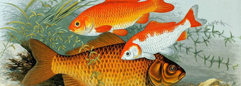 Carassius Auratus - poisson rouge