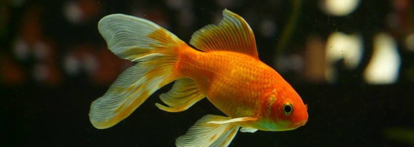 Top 10 des poissons d'eau douce à élever en aquarium