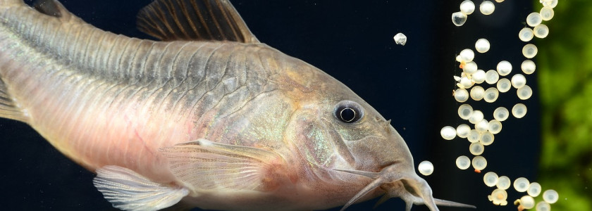Comment se reproduisent nos poissons ?