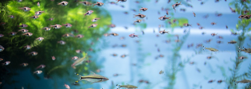 Combien de poissons peut-on mettre dans un aquarium ?