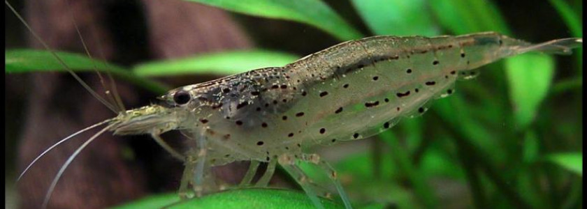 Reproduction de Caridina Multidentata (japonica) : la Méthode Logemann !