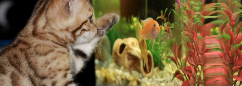 Comment éviter de rater à coup sûr un nouvel aquarium ?