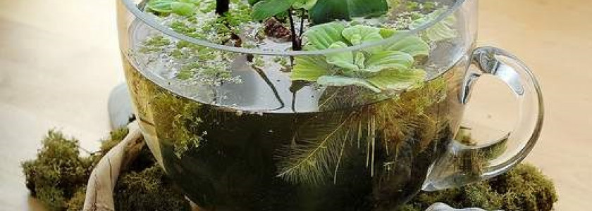 Brumisateur pour wabi kusa et plantes aquatiques émergées