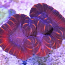 Trachyphyllia Geoffroyi