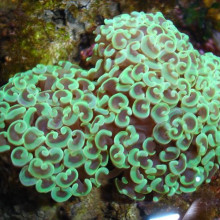 Euphyllia Ancora