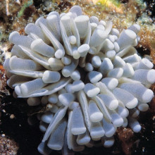 Euphyllia Cristata