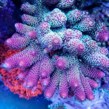 Acropora Spathulata