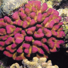 Pocillopora Elegans