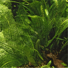 aponogeton madagascariensis