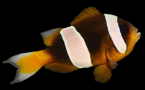 Latifasciatus