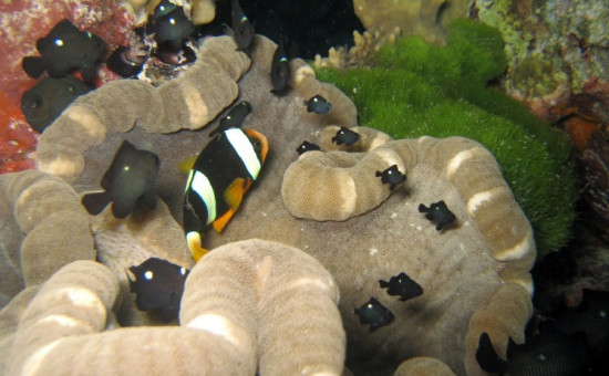 En groupe avec un Amphiprion Clarkii