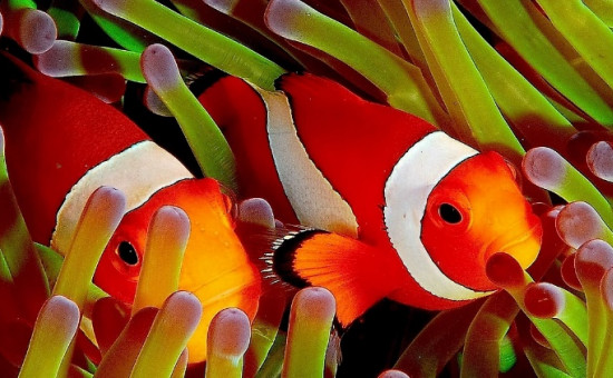 anemone et poisson clown