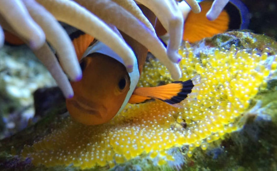 reproduction anemone poisson clown