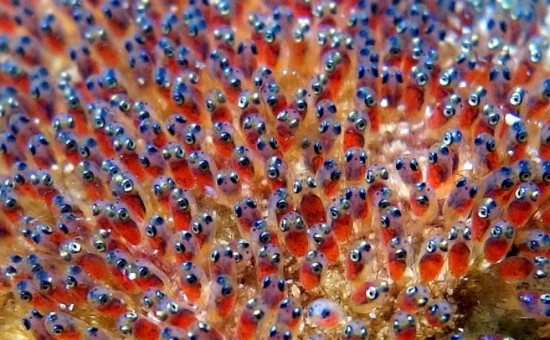 reproduction anemone poisson clown