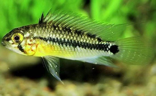 Apistogramma Acrensis