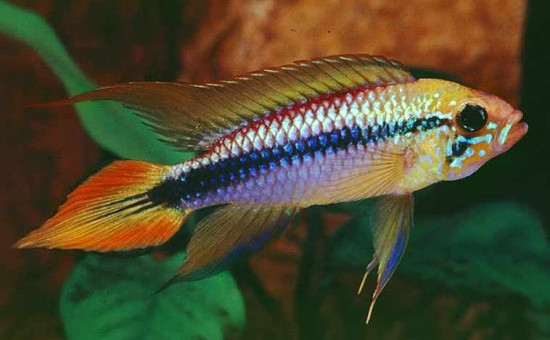 Apistogramma Agassizii