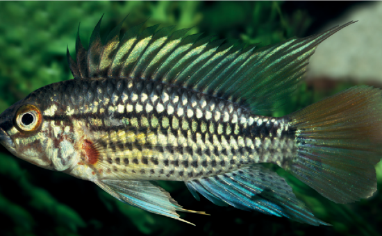 Apistogramma Aguarico