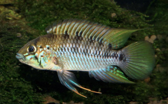 Apistogramma Alacrina