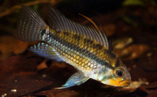 Apistogramma Allpahuayo