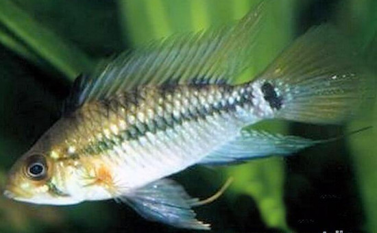 Apistogramma Amoena