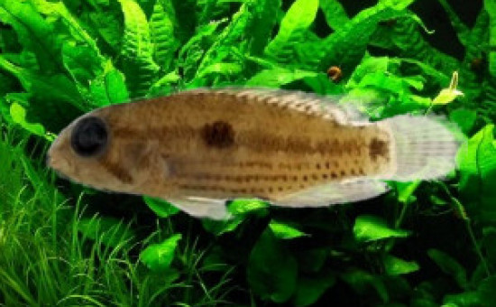 Apistogramma Angayuara