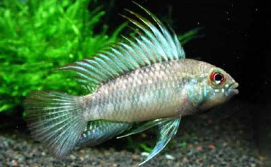 Apistogramma Arua