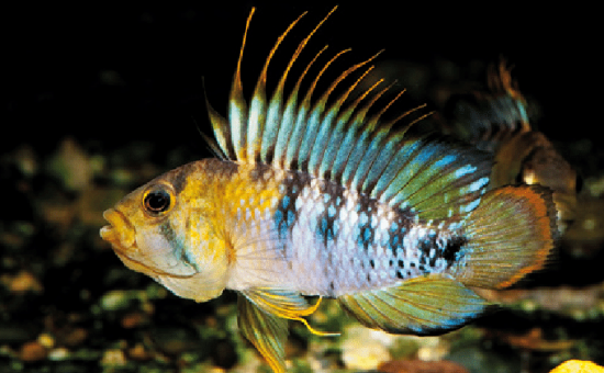 Apistogramma Baenschi