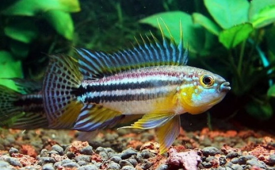 Apistogramma Bitaeniata