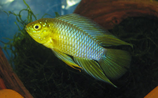 Apistogramma Borellii