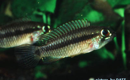 Apistogramma Brevis