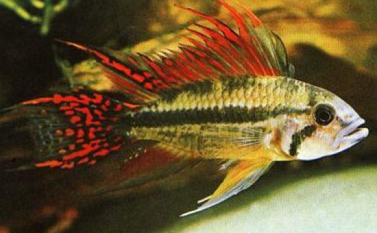 Apistogramma Cacatuoides