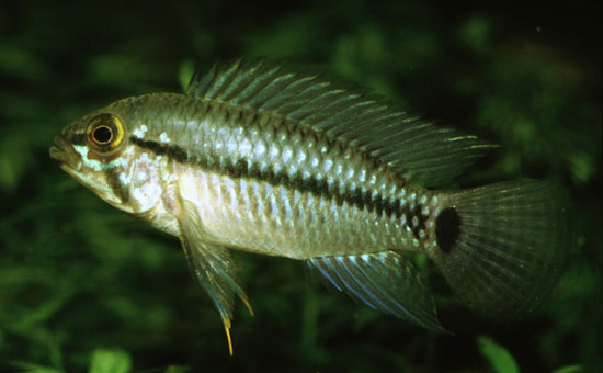 Apistogramma Caetei